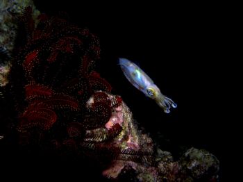Squid on Feather star..maeda point okinawa japan by Tim Casey 
